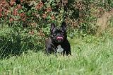 BOULEDOGUE FRANCAIS 114
